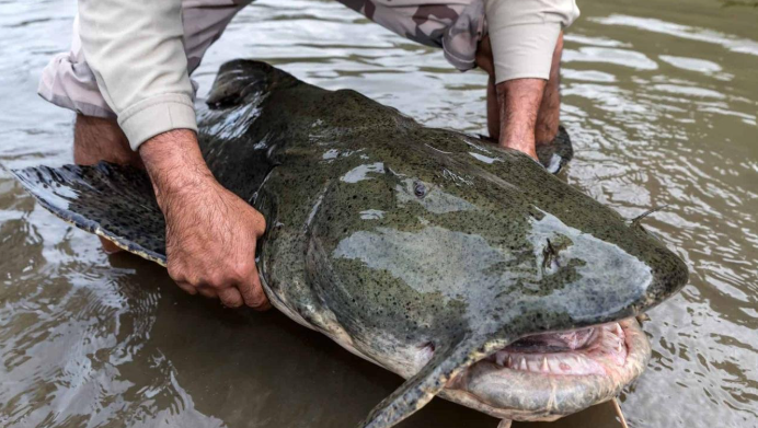 Goonch Catfish